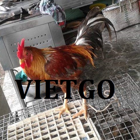 NGÔ HẠT VÀNG VIETGO